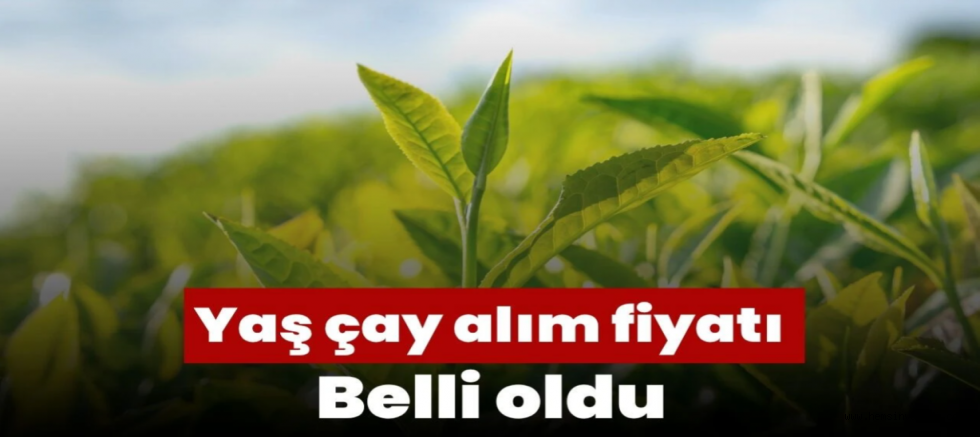 2026   Yaş Çay Fiyatı Açıklandı