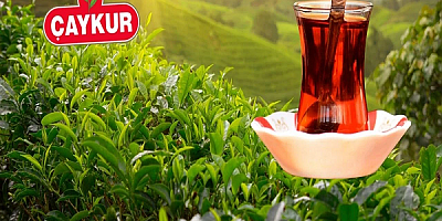2026 ÇAY SEZONU YARIN BAŞLIYOR