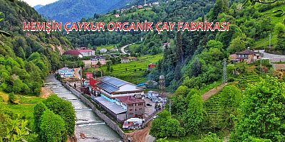 YAŞ ÇAY FİYATI 7 TL OLDU